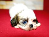 Pet Tuvalet Eğitimli Shihtzu Yavrular