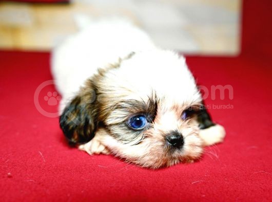 Pet Tuvalet Eğitimli Shihtzu Yavrular görsel