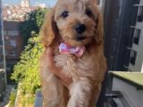 Ev Ortamında Büyüyen  Cavapoo Yavrumuz