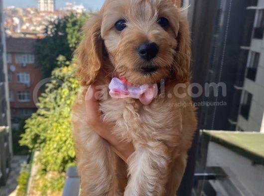 Ev Ortamında Büyüyen  Cavapoo Yavrumuz görsel