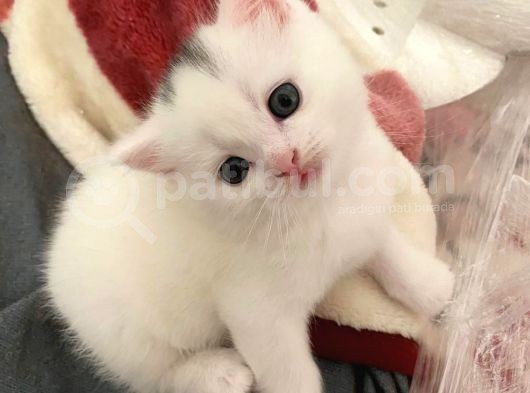 British Shorthair görsel