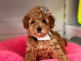 Safkan Toy Poodle Yavrularımız