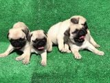 A Kali̇te Orji̇nal Sifir Burun Pug Mops
