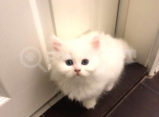 British Shorthair görsel