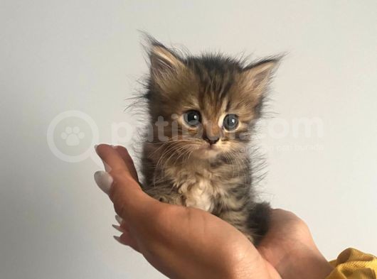 British Shorthair görsel