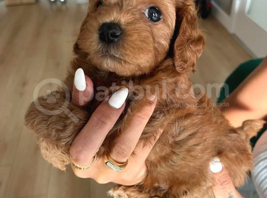 Çok Tatlı Toy Poodle Yavruları görsel