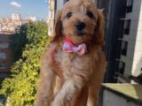 Ev Ortamında Büyüyen  Cavapoo Yavrumuz