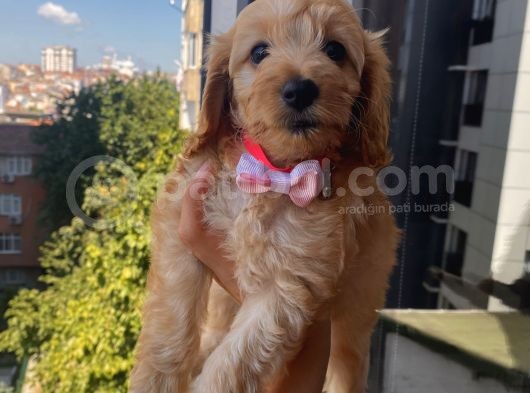 Ev Ortamında Büyüyen  Cavapoo Yavrumuz görsel