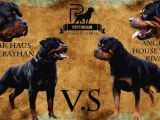 A Şecere 1. Sınıf Rottweiler Yavruları