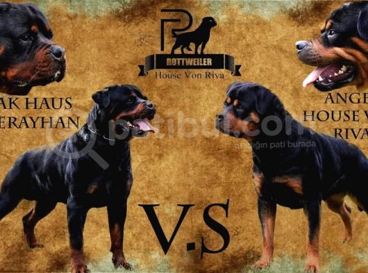 A Şecere 1. Sınıf Rottweiler Yavruları görsel