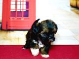 Pet Tuvalet Eğitimli Shihtzu Yavrular