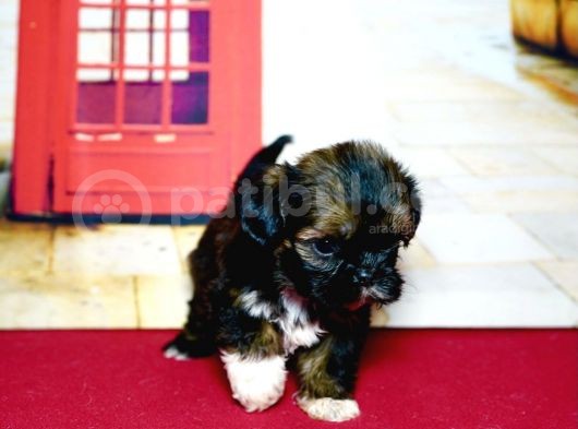 Pet Tuvalet Eğitimli Shihtzu Yavrular görsel