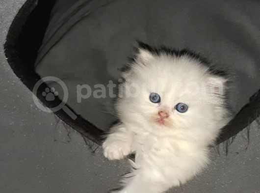 British Shorthair görsel