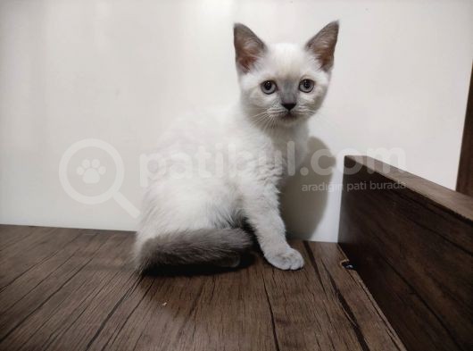Blupoint Yavrular 81 Ile Gönderim görsel