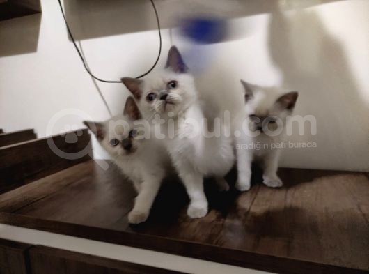 Blupoint Yavrular 81 Ile Gönderim görsel