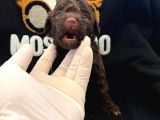 Anne Altından A+ Kalite  Orjinal Poodle Yavrularimiz