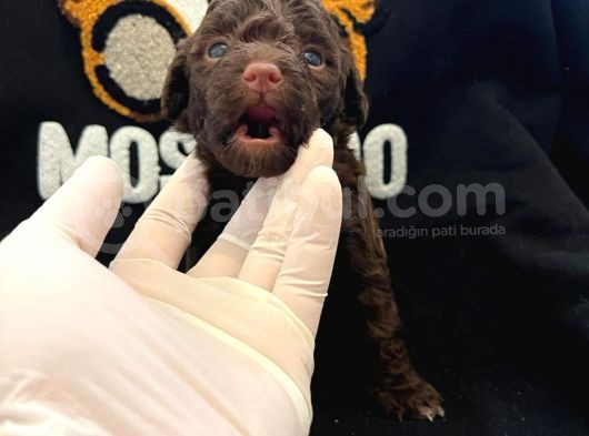 Anne Altından A+ Kalite  Orjinal Poodle Yavrularimiz görsel