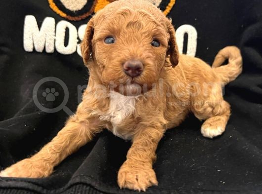 Anne Altından A+ Kalite  Orjinal Poodle Yavrularimiz