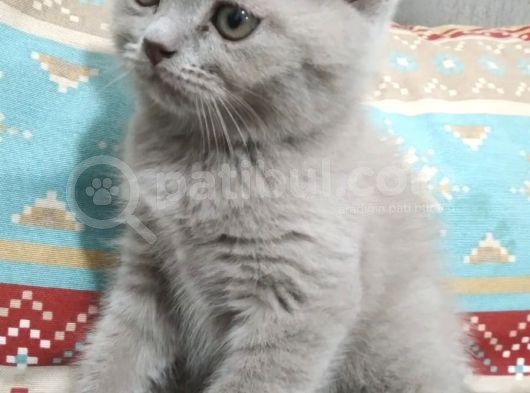 Oğlumuzun Yavrusuna Yuva Arıyoruz