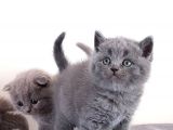British Shorthair Yavrular
