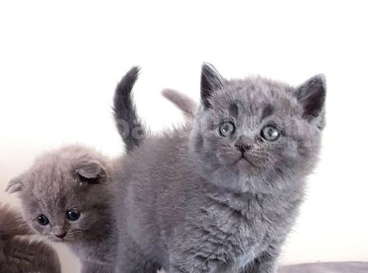 British Shorthair Yavrular