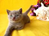 British Shorthair Yavrular Sizler Için