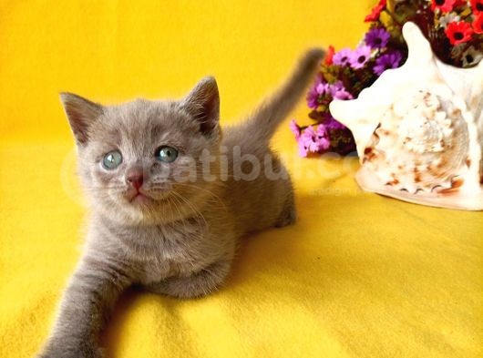 British Shorthair Yavrular Sizler Için