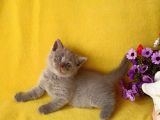 British Shorthair Yavrular Sizler Için