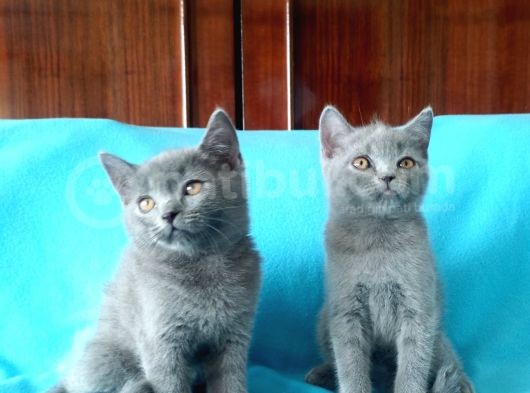 British Shorthair Yavrular