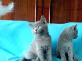 British Shorthair Yavrular