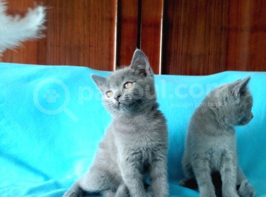 British Shorthair Yavrular görsel
