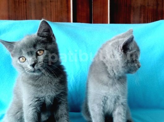 British Shorthair Yavrular görsel