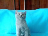 British Shorthair Yavrular