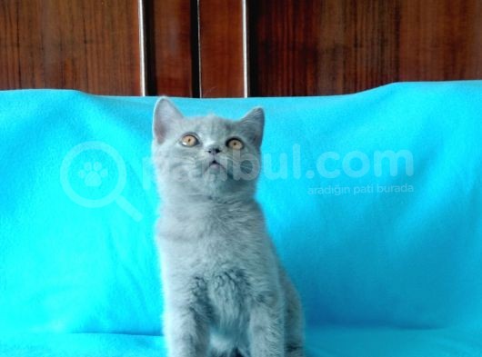 British Shorthair Yavrular görsel