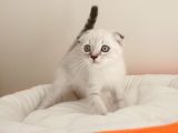 Scottish Fold Yavrularımız