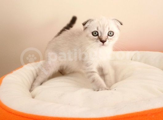 Scottish Fold Yavrularımız görsel