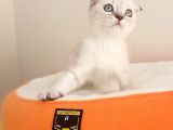 Scottish Fold Yavrularımız