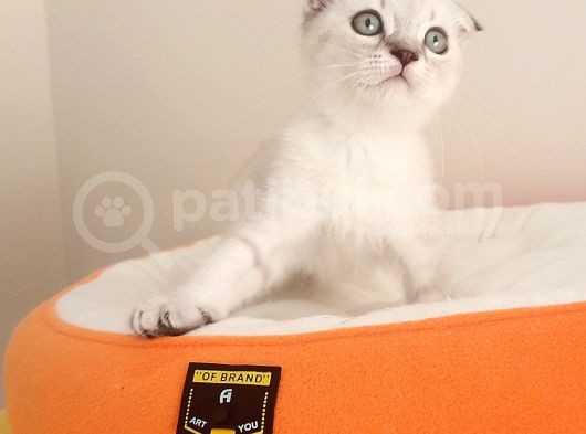 Scottish Fold Yavrularımız görsel