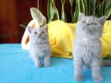 British Shorthair Yavrular