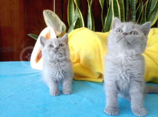 British Shorthair Yavrular