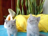 British Shorthair Yavrular