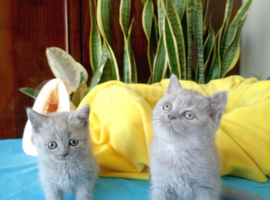 British Shorthair Yavrular görsel