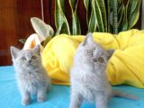 British Shorthair Yavrular