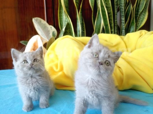 British Shorthair Yavrular görsel