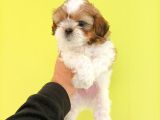 Shih Tzu Yavrular Yeni Yuvalarını Bekliyor