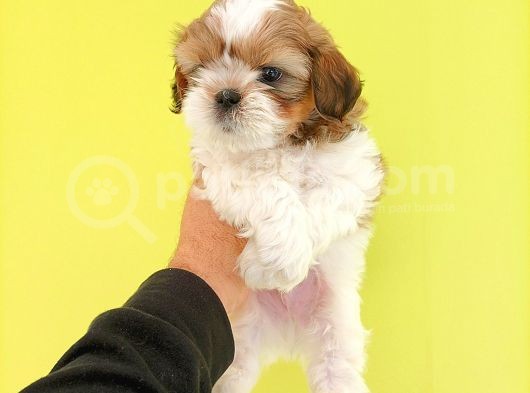Shih Tzu Yavrular Yeni Yuvalarını Bekliyor
