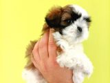 Shih Tzu Yavrular Yeni Yuvalarını Bekliyor
