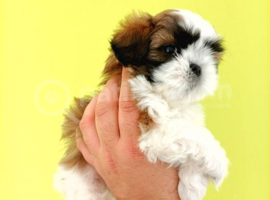 Shih Tzu Yavrular Yeni Yuvalarını Bekliyor görsel