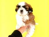 Shih Tzu Yavrular Yeni Yuvalarını Bekliyor