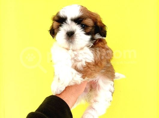 Shih Tzu Yavrular Yeni Yuvalarını Bekliyor görsel